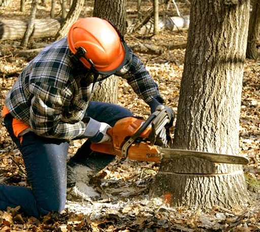 Tree Removal in Almond, NC